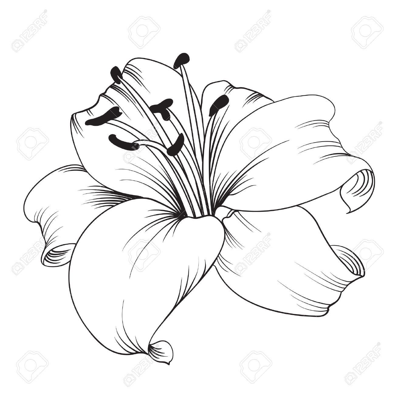Lily Shoulder Tattoos Meaning Ideas Designs (50)